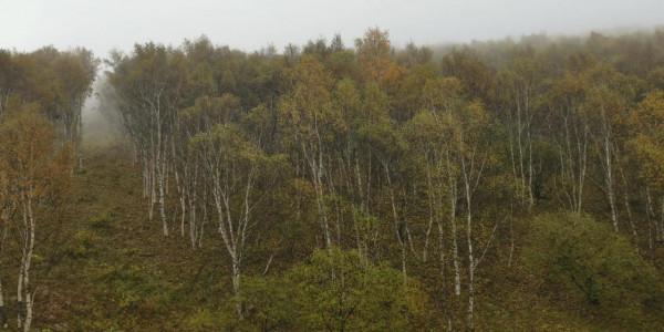 柳樹溝，碰上了下雨，灰濛濛的景色
