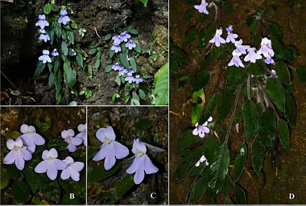 消失128年！極危物種重現雲南天坑，科學家正搶救性採集