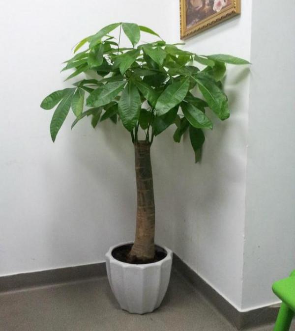 10大“吉祥花”,寓意深遠,好看又大氣,轉運又旺家 10大“吉祥花”,寓意深遠,好看又大氣,轉運又旺家