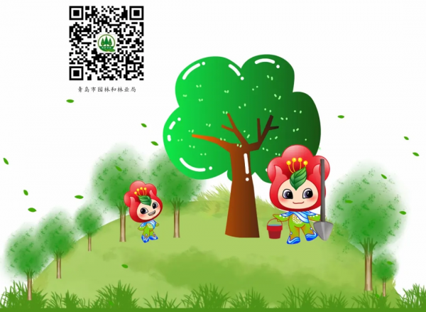 【養花知識營地】黃金萬兩的養殖方法和注意事項：適時適量澆水&comma;保持盆土溼潤