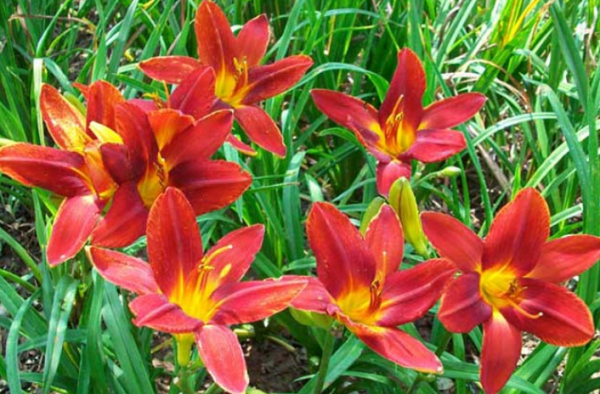 “越漂亮的花越有毒”!認識11種“有毒植物”,遠離危害 “越漂亮的花越有毒”!認識11種“有毒植物”,遠離危害