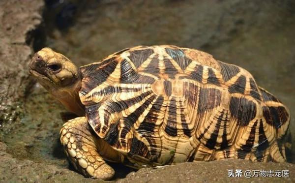 異寵大軍來襲,這些常見的寵物龜龜你都知道嗎? 異寵大軍來襲,這些常見的寵物龜龜你都知道嗎?