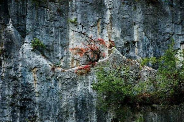 年少曾是獵人之飛鼠
