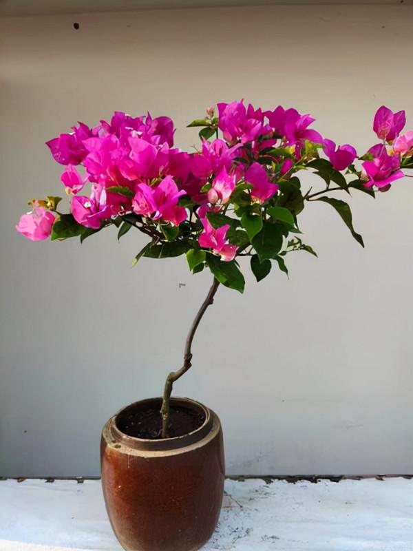 你知道酵母對花卉有什麼好處嗎