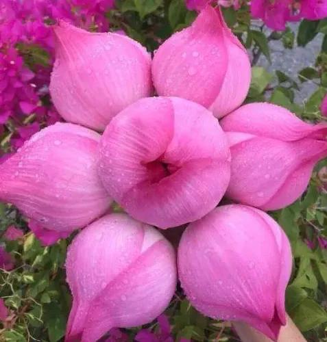 美妙絕倫的奇花獻給最可愛的你