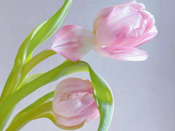 《道德經》了不起的人，處，人所不能處，處世之道，以利他為主