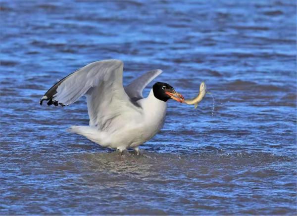 共建地球生命共同體|萬類霜天競自由——四川阿壩州珍稀動物增至142種 共建地球生命共同體|萬類霜天競自由——四川阿壩州珍稀動物增至142種