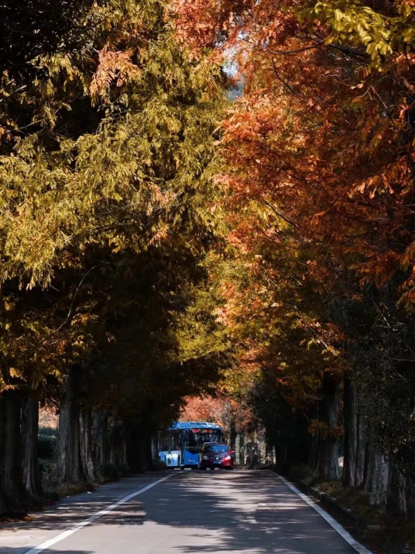 杭州民宿圈又一新作!270°落地玻璃躺看茶園,私享西湖邊避世秘境 杭州民宿圈又一新作!270°落地玻璃躺看茶園,私享西湖邊避世秘境