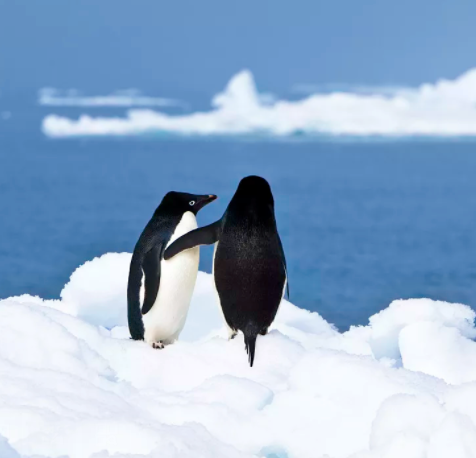 它們是地球上,唯一真正會飛翔的哺乳動物,可是卻不怎麼引人注目 它們是地球上,唯一真正會飛翔的哺乳動物,可是卻不怎麼引人注目