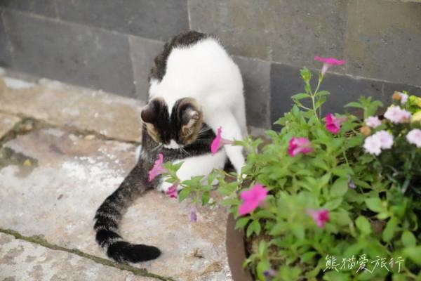 蘇州平望，因京杭古運河而生的別樣江南水鄉，3天2晚這麼玩