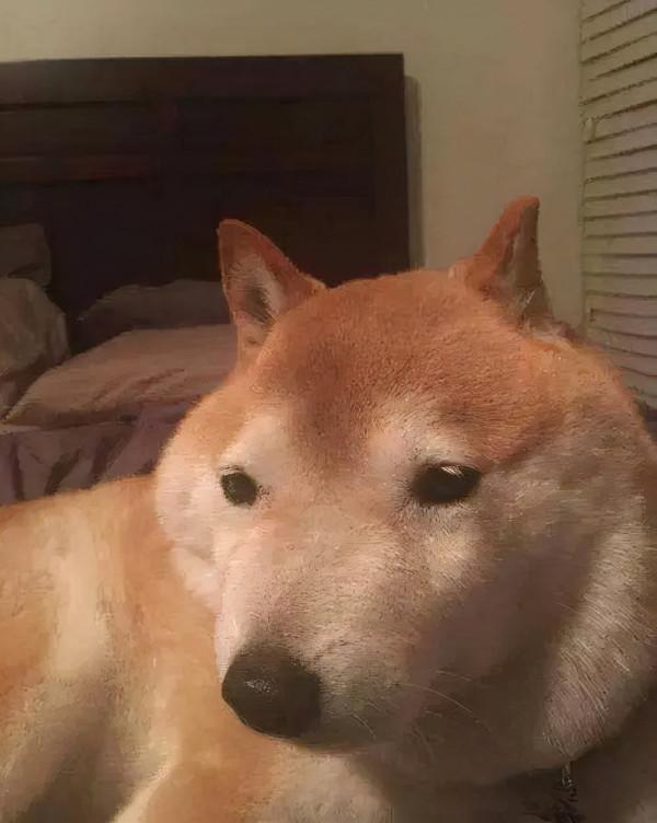 狗子用實力詮釋，什麼叫“百蟄不撓”