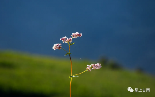 美麗甘肅 | 舟曲坪定：蕎麥花開了！