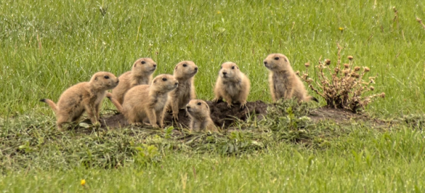 這些草原上的小東西，可能有著堪比人類幼崽的詞彙量