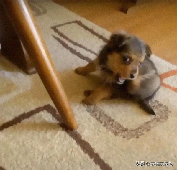 小狗狗撿到一隻舊鞋子，開心的把它當成&OpenCurlyDoubleQuote;家&rdquo;住&period;&period;&period;