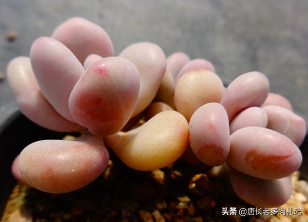 對於剛養多肉的新手來說，桃美人好養而桃蛋好看，怎麼挑是個難題