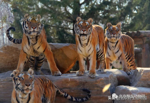 大爆料丨與萌虎來一場新年的約會 大爆料丨與萌虎來一場新年的約會