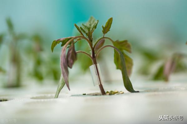 盆栽小番茄 的方法？