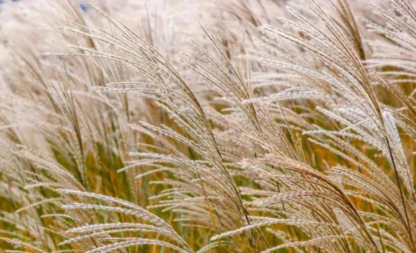 蘆葦搖，花絮飄！快來拍美美的冬季浪漫大片吧！