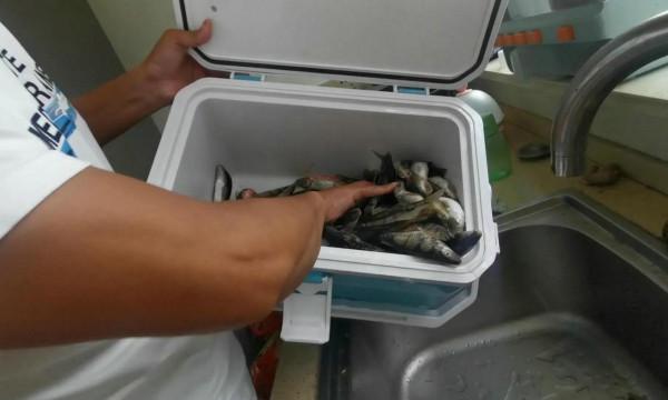 農村小水溝釣魚，還要收費200？釣魚人：不虧，釣了13斤溪石斑