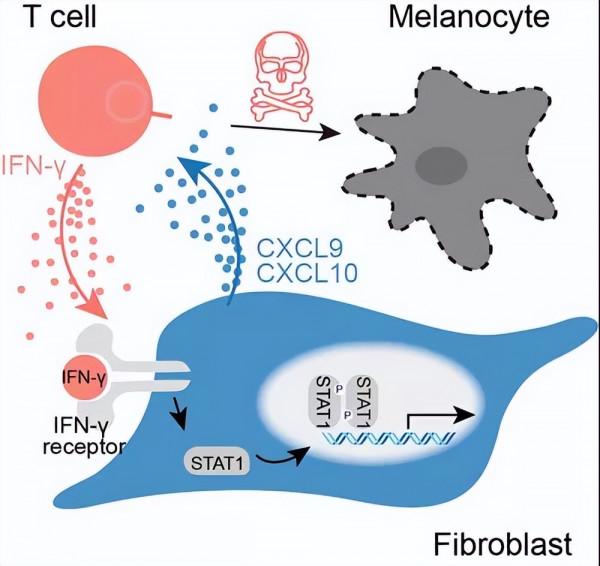 白癜風原創突破背後：一部歷時六年的&OpenCurlyDoubleQuote;失敗簡史&rdquo;
