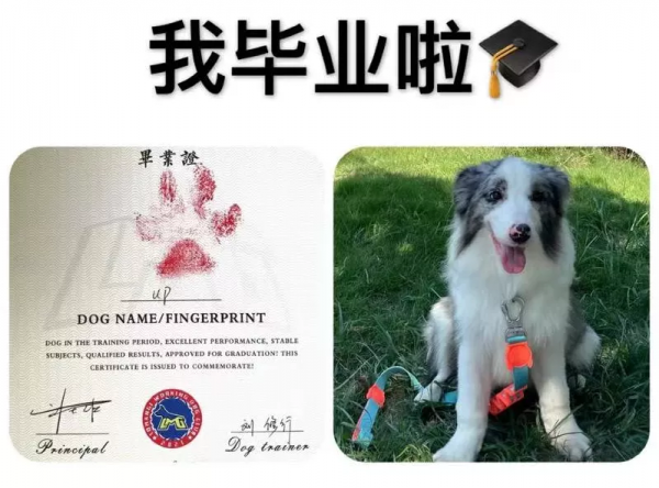 沒孩子的年輕人,送寵物去上學 沒孩子的年輕人,送寵物去上學