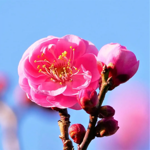 又是一年賞花季