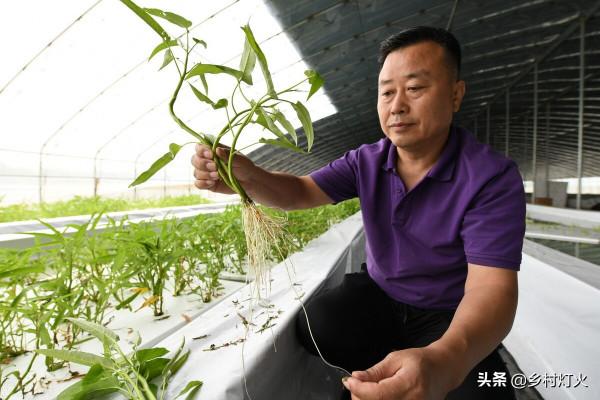 魚菜共生?別被表象迷惑!虛假的繁榮背後,還隱藏著這些“坑” 魚菜共生?別被表象迷惑!虛假的繁榮背後,還隱藏著這些“坑”