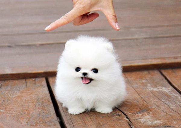 剛買回家的小狗晚上愛叫，是因為肚子餓嗎？那你就錯了