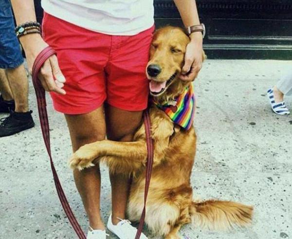 一條狗真正被你“養熟”了,就會有這幾種行為 一條狗真正被你“養熟”了,就會有這幾種行為