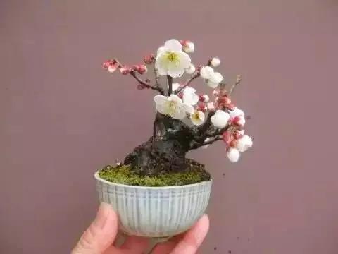 分享：拇指盆景，盆景雖小見天地，真的是太美了
