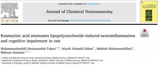 大腦炎症退認知，消炎還得看迷迭香酸
