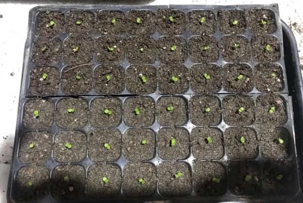 這3種花，開始春播了，7天破土，很快開成花海洋