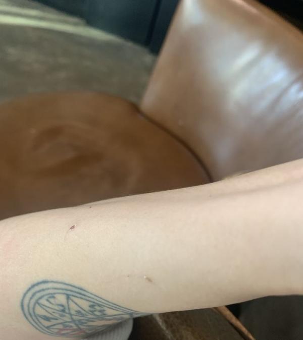 為何只有大型犬卻沒有大型貓？大型貓就比大型犬更加安全嗎？