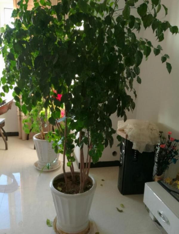 客廳最適合養“3種樹”，既高檔，又能助健康，懂樹的人都會養