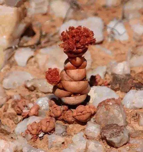 去非洲旅遊，看到遍地&OpenCurlyDoubleQuote;野生多肉&rdquo;不能動手，真是又心癢、又滿足