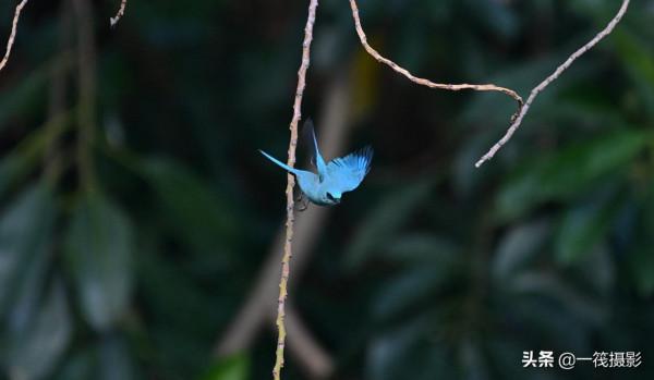 活躍在華南植物園裡的銅藍鶲