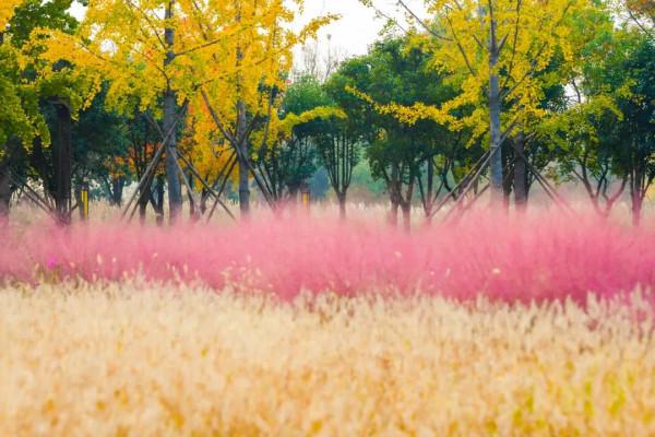 抓住深秋的尾巴 快來接收這座古城的秋日來“信” 抓住深秋的尾巴 快來接收這座古城的秋日來“信”