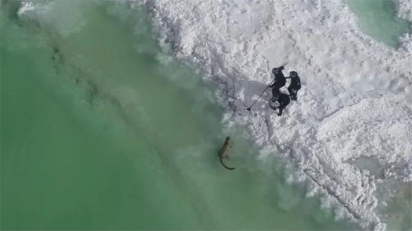 青海發現1只雪豹，零下10℃趴冰上難以行動，用了6小時才救起它