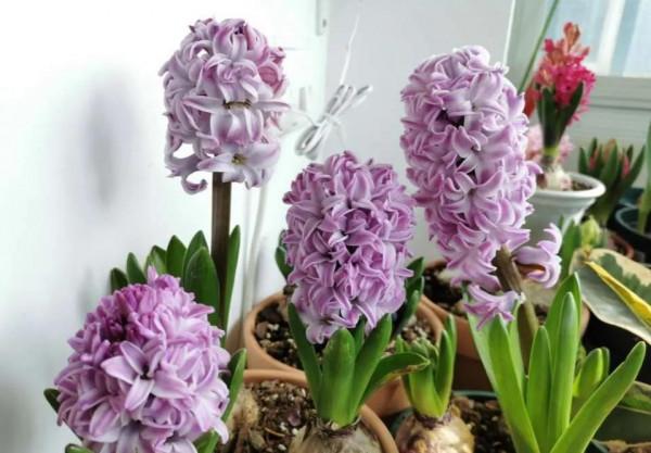 家裡養這5種花，噴水越多長得越旺，手勤快養得最好