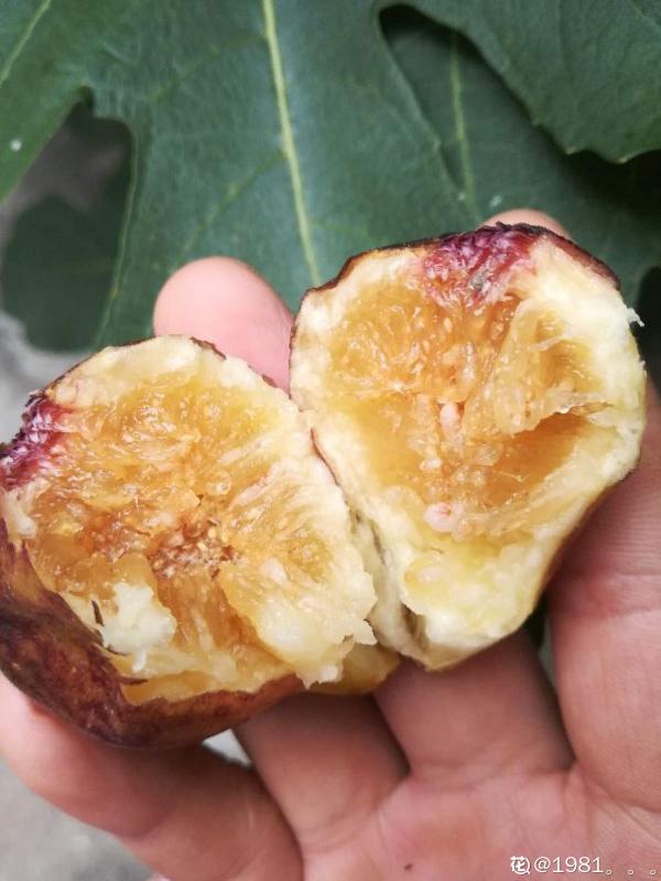 無花果不愁不會挑,簡單3招,店老闆都直呼內行 無花果不愁不會挑,簡單3招,店老闆都直呼內行