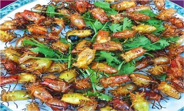 盤點五大最讓人難以下嚥的美食,你能夠吃下去幾個?看完漲知識 盤點五大最讓人難以下嚥的美食,你能夠吃下去幾個?看完漲知識