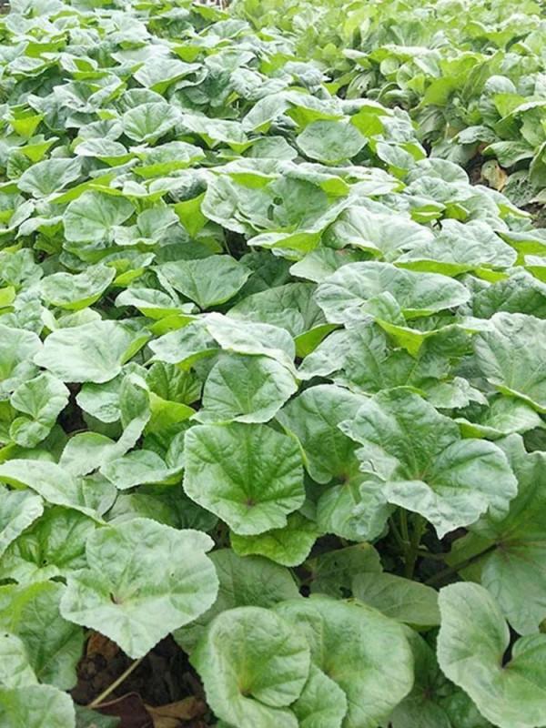 農村這8種蔬菜,也許你沒當回事,多吃老人小孩能補鈣,記得收藏 農村這8種蔬菜,也許你沒當回事,多吃老人小孩能補鈣,記得收藏