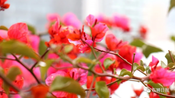 鳥語花香醉遊人，石獅春光藏不住