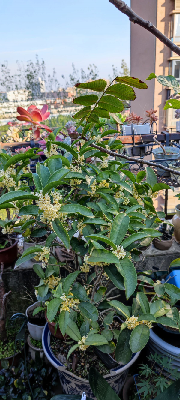 “家裡種上桂花樹，一生都有貴人助”，養好桂花只需記住3點