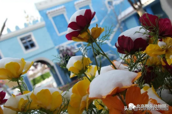 大爆料丨與萌虎來一場新年的約會 大爆料丨與萌虎來一場新年的約會