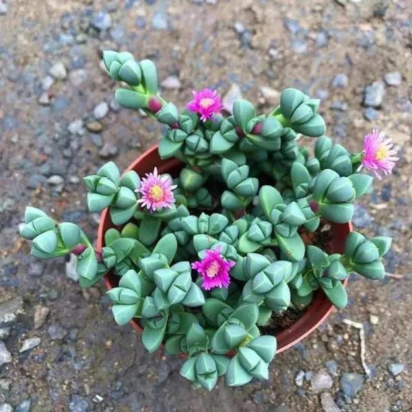 50種多肉開花欣賞，你養的開花了嗎？快來曬曬