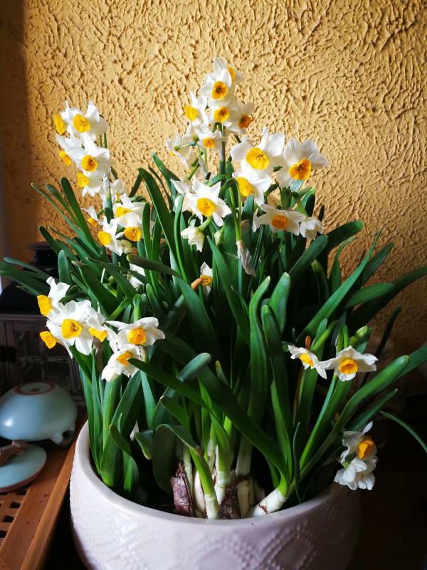 大多數花澆多水會死,而這10款花就喜歡泡水裡,天天澆水也不怕 大多數花澆多水會死,而這10款花就喜歡泡水裡,天天澆水也不怕