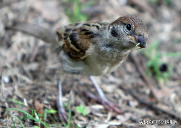 麻雀高達16億隻，沒有滅絕風險還偷吃農作物，我國為什麼要保護？