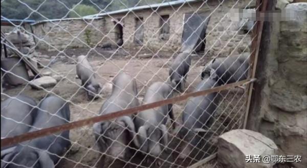 山西太行山區一個500人口美麗村莊,只有兩對夫妻留下來養豬 山西太行山區一個500人口美麗村莊,只有兩對夫妻留下來養豬