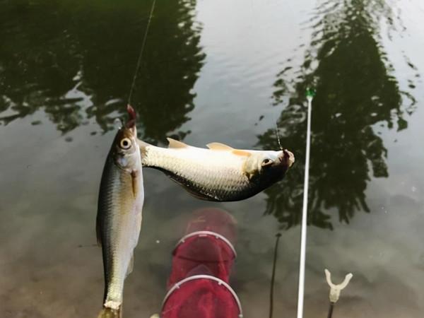 冬釣鯽魚選擇大於努力，有時候方向沒選對，釣魚都白費